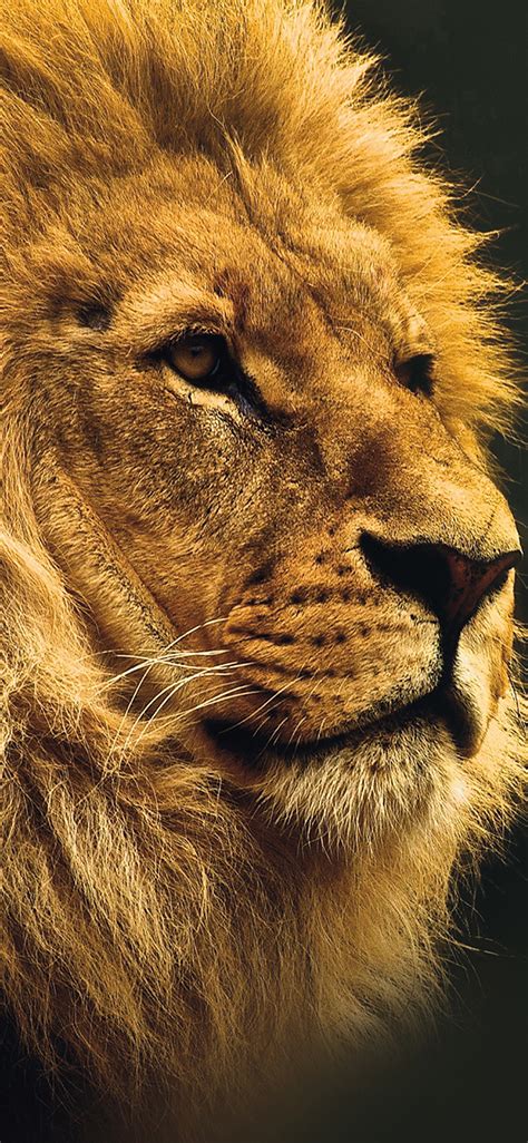 lion iphone wallpapers  wallpaperplay