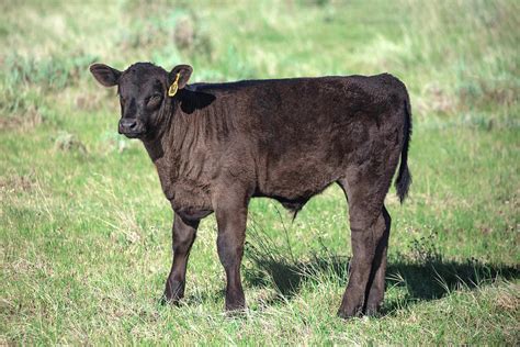 bull calf photograph  todd klassy
