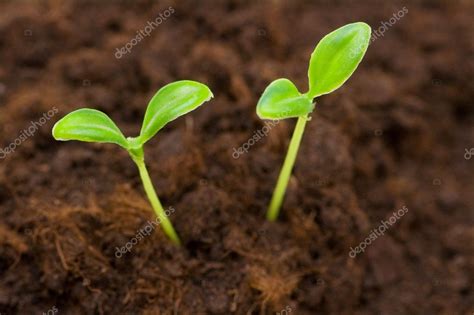 green seedling growing    soil stock photo  elnur