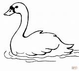 Swan Coloring Pages Printable Swans Swimming Clipart Kids Animal Drawing Drawings Print Crafts Trumpeter Animals Supercoloring Printables Bird Malvorlagen Birds sketch template