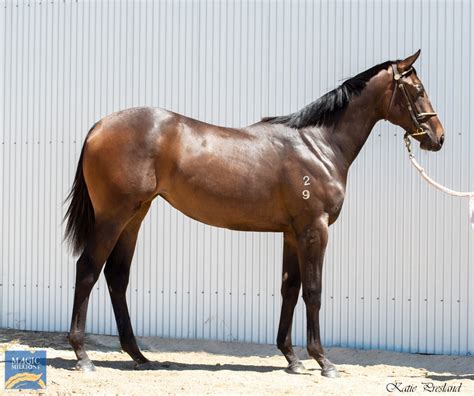 2021 adelaide yearling sale lot 146 fighting sun aus damascus
