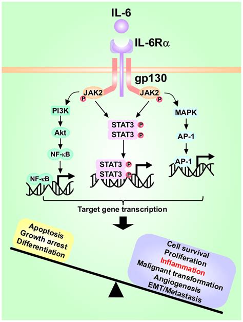 The Role Of Il 6 Stat3 Signaling Pathway And Interactions With Other