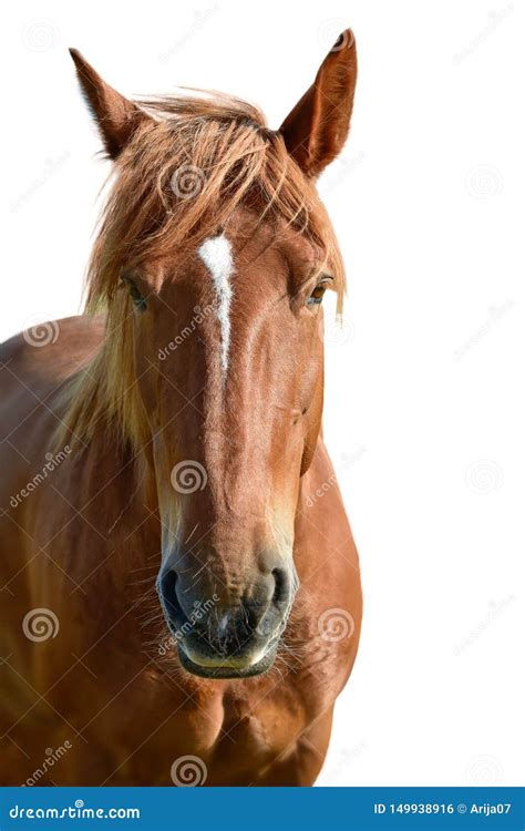 brown horse head isolated  white  closeup portrait   face