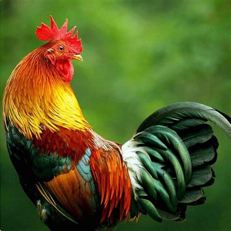 handsome domestic rooster gallus gallus   domesticated