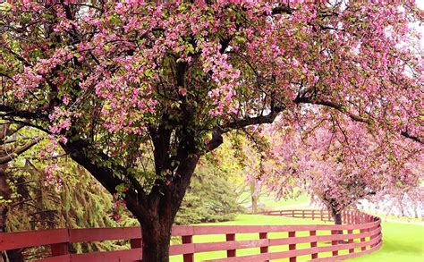 dammanns garden company early spring care  flowering trees shrubs