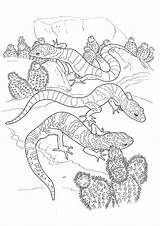 Eidechse Gecko Ausmalbild Coloringpages Q2 sketch template