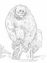 Uakari Mammals Monkeys sketch template