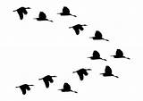 Flock Birds sketch template