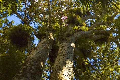 climate detectives  kauri tree clues  uncover secrets  antarctica scienceline