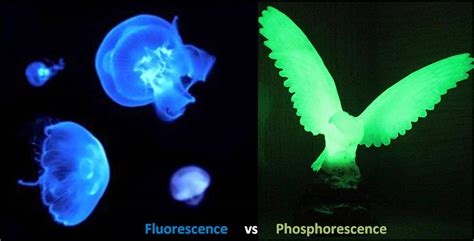 differences  fluorescence  phosphorescence