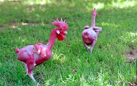 Featherless Chicken Funny And Ready To Cook [full Pic]