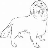 Retriever Golden Easy Dog Simple Drawing Drawings Breed Breeds Adorable Information List sketch template