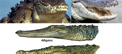 alligator  crocodile whats  difference ride  wind