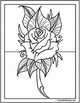 Coloring Rose Pages Pdf Drawing Leaves Leaf Printable Printables Getdrawings Customize Colorwithfuzzy Kids sketch template