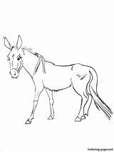 Mule Donkey Designlooter Realistic 1coloring sketch template