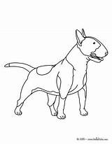 Terrier Coloring Bull Pages Dog Color Hellokids Un Coloriage Print Chien Animal Online Printable Choisir Tableau sketch template