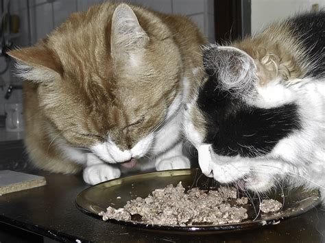 filecats eatingjpg wikimedia commons