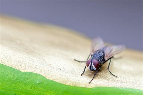 rid  cluster flies bug house pest control