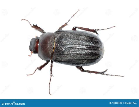 beetle bug royalty  stock photography image