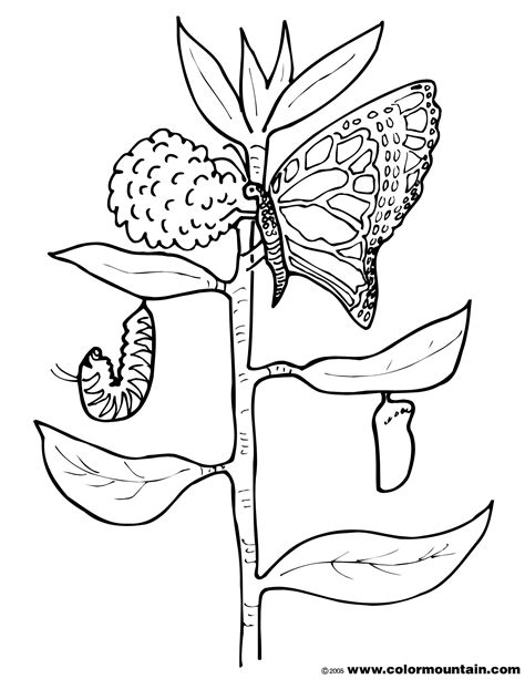caterpillar  butterfly coloring pages  getcoloringscom