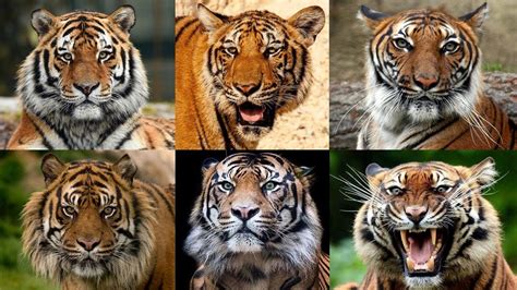 tigres conheÇa todas as diferenÇas das subespÉcies do maior felino do mundo youtube