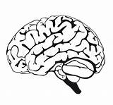 Cervello Gehirn Hjerne Tegning Zeichnen Hersenen Clipart sketch template