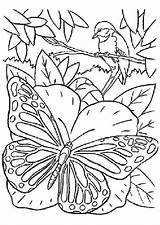 Papillon Oiseau Colorier Papillons Coloriages Belle Insectes Schmetterlinge Hugolescargot Malvorlagen Printable Ausmalen Branche Colouring sketch template