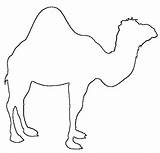 Camel Coloring Template Pages Head Print Kids Camels Coloringkids sketch template