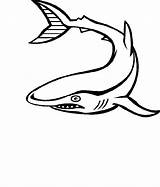 Haai Zeedieren Kleurplaten sketch template