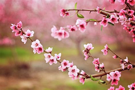 almond blossom spring background beautiful pink spring tender flowers