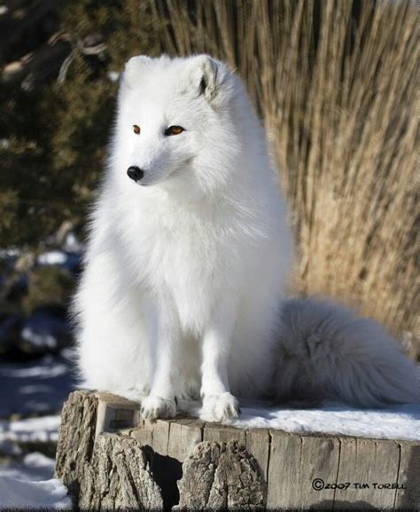 white fox dogs wolves foxes pinterest