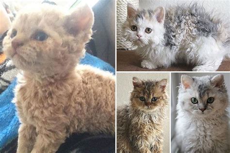 curly haired cats are a thing and people are losing their
