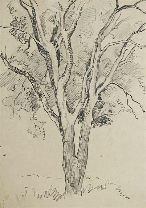 sketch trees  pencil  drawing tutorials