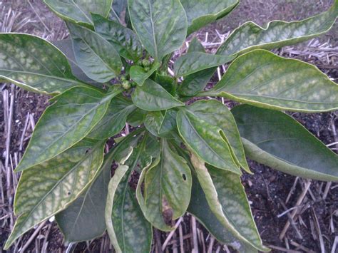 pepper bell yellowing leaves  pepper plants