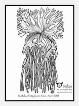 Fern Drawing Staghorn Platycerium Getdrawings sketch template