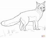 Fox Swift Coloring Pages Drawing Realistic Color Puzzle sketch template
