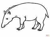 Tapir Andino Tapires Supercoloring Rainforest Printable Animals Animado Dantas Pilih Papan sketch template
