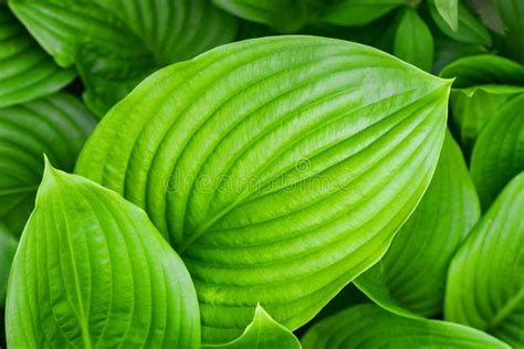 large green leaves   natural green background stock photo image  jungle beauty