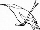 Magnificent Hummingbird Branch Coloring Tree sketch template