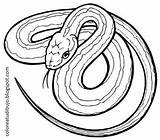 Serpiente Dibujo Serpientes Culebra sketch template