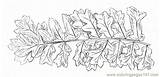 Fern Trees Coloring Printable Natural sketch template