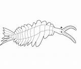 Anomalocaris Riddle Trilobites Family sketch template