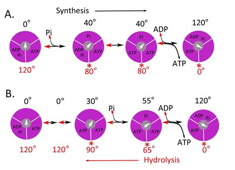 figure  atp synthase