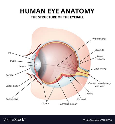 schematic diagram human eye anatomy royalty  vector