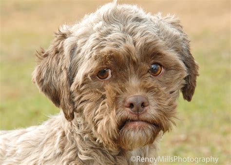 tonik dog  human face   adoption  huffpost