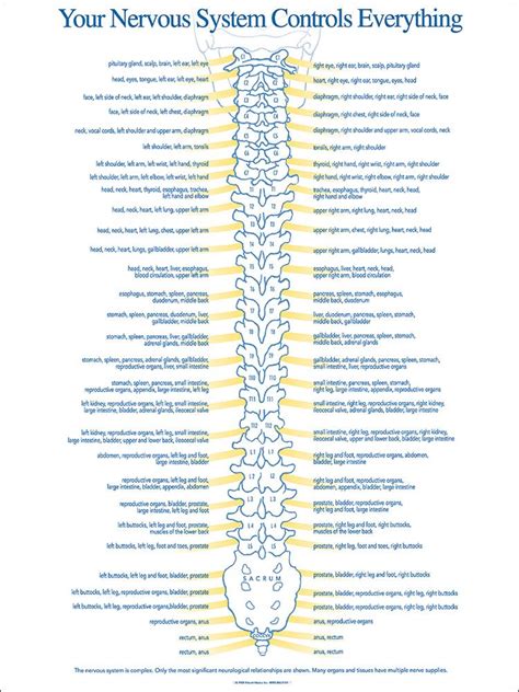chiropractic spinal nerve chart medical knowledge medical technology