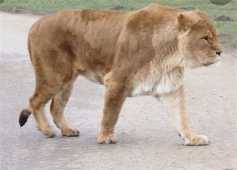 male lion  mane rlions