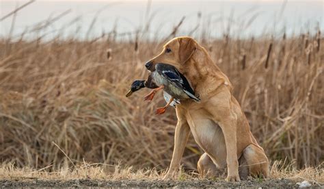 essential duck hunting dog polyphonichmi