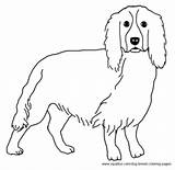 Spaniel Springer Coloring Pages Dog Breed 254px 79kb sketch template