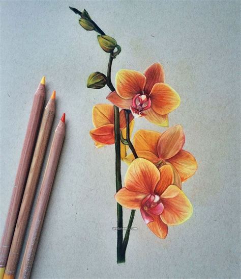 flower drawing colour pencil